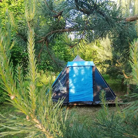 Pine Nest Glamping